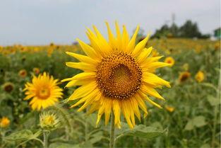 韩国向日葵在线观看,在线观看，感受温暖与希望的力量